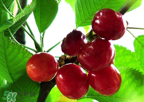 樱桃营养成分,樱桃成分营养价值