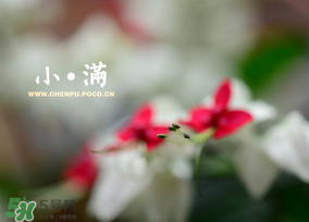 小满节气的由来,小满节气的由来传说