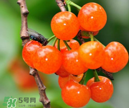 立夏节气饮食,立夏节气饮食养生 立夏节气饮食,立夏节气饮食养生