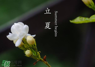 各个节气开什么花,24节气分别开什么花