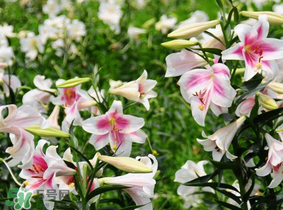 百合的品种分类有哪些?,百合的品种分类