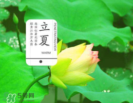 立夏吃什么水果,夏季的时令水果