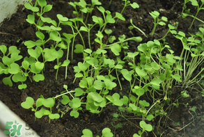 立夏种什么农作物,立冬农林作物进入什么时期