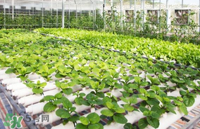 四季种植蔬菜有哪些,一年四季种植的蔬菜有哪些品种