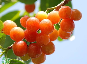 关于食用水果小常识,水果小常识