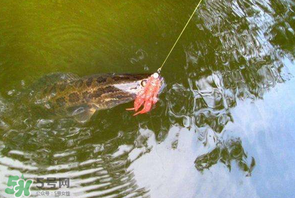 路亚黑鱼用什么饵料,路亚黑鱼用什么饵料钓最好 路亚黑鱼用什么饵料,路亚黑鱼用什么饵料钓最好