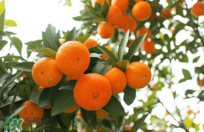 橘子几月份成熟采摘,黄桃什么时候成熟