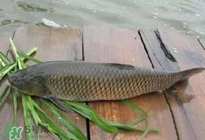 专攻草鱼饵料大全,草鱼最爱吃什么饵料