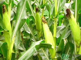 玉米营养价值功效作用,玉米营养价值表 玉米营养价值功效作用,玉米营养价值表