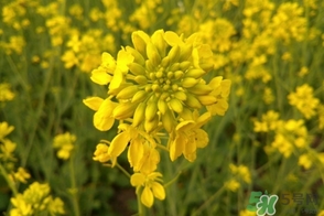 四月份去哪旅游好玩,四月份去哪旅游好