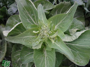 谷雨种什么农作物,谷雨种什么