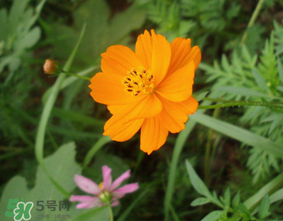 五月份赏什么花,五月份有什么花