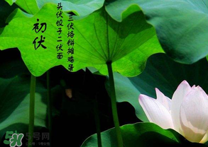 入伏时间和出伏时间,什么节气入伏