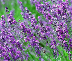 薰衣草的花期是几月份,薰衣草花图片大全