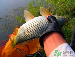 四月份钓鲤鱼用什么饵料,四月份钓鲤鱼用什么饵料最好