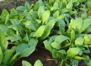 菠菜怎么种植方法,菠菜怎么种植容易发芽
