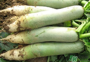 种植萝卜有哪些步骤,萝卜怎样种植才能高产 种植萝卜有哪些步骤,萝卜怎样种植才能高产