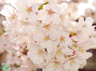 樱花的寓意及象征,樱花的寓意和花语 樱花的寓意及象征,樱花的寓意和花语