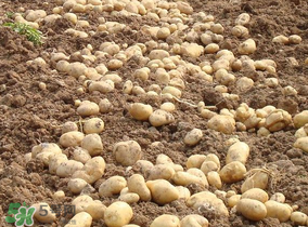 土豆的生长特性,土豆的生长条件