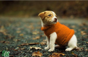 2017年春季气候,预测春节天气情况