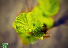 春天怕冷怎么办,冬天很怕冷怎么办