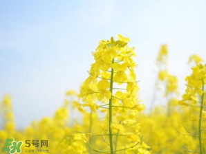 清明节去哪里看油菜花,看油菜花的地方 清明节去哪里看油菜花,看油菜花的地方