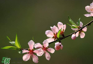 桃花的种类有几种,桃花的图片大全桃花真实图片
