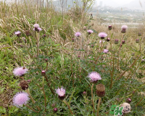 清明节当天可以扫墓吗,重阳节扫墓吗