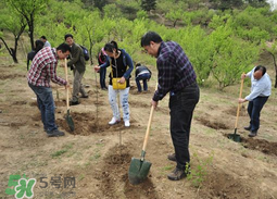 清明节植树,清明节植树节