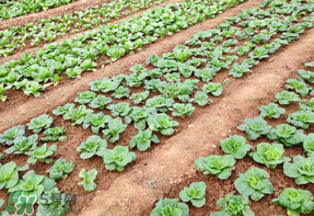 4月份种植什么蔬菜最合适,四月份种什么菜