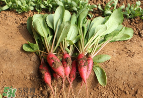 萝卜的种植方法和时间,萝卜的种植方法及管理要点