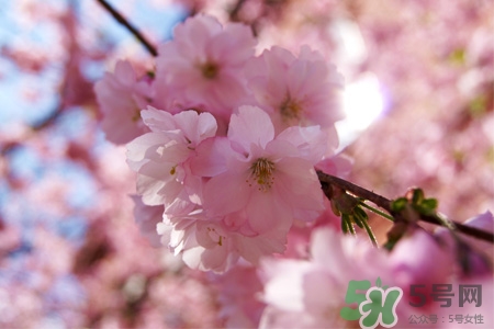 清明节上坟必须去吗,清明节为什么要上坟 清明节上坟必须去吗,清明节为什么要上坟