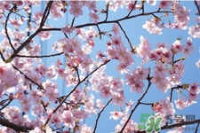 清明节会下雨吗,清明雨上什么时候出的 清明节会下雨吗,清明雨上什么时候出的