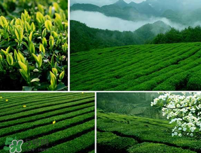 采茶的讲究,清明节前的茶叶为什么最好
