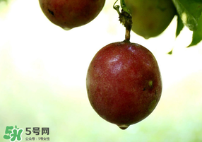 冬天怎么吃百香果,百香果要怎样吃才好吃