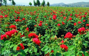 玫瑰怎么种植盆栽,玫瑰花的种植方法 玫瑰怎么种植盆栽,玫瑰花的种植方法