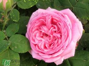 四月份赏什么花,四季赏什么花