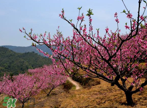 桃树什么时候打药桃子不生虫,桃树什么时候打药最好打什么药?