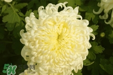 为什么上坟拿菊花,上坟拿菊花有什么讲究 为什么上坟拿菊花,上坟拿菊花有什么讲究