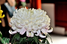 上坟用什么颜色的菊花,菊花是上坟用的吗 上坟用什么颜色的菊花,菊花是上坟用的吗