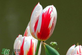 什么时候种郁金香最合适,郁金香什么时候种植