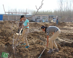 春天种什么果树,冬季种果树苗怎么种 春天种什么果树,冬季种果树苗怎么种