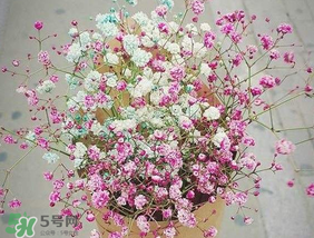 满天星怎么种植方法,植物满天星如何种植