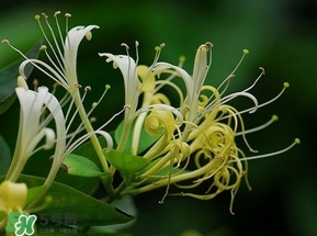 金银花的功效和作用泡水喝的功效,金银花的功效和作用图片
