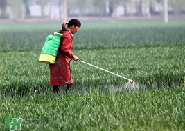 小麦春天什么时候浇水追肥,小麦春天什么时候浇水好? 小麦春天什么时候浇水追肥,小麦春天什么时候浇水好?