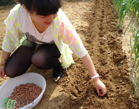 花生什么时候种植最好,花生怎么种植才能高产