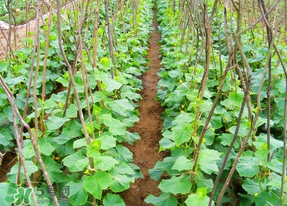 黄瓜几月份种植最好,黄瓜几月份种植 黄瓜几月份种植最好,黄瓜几月份种植