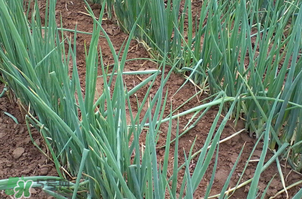 如何种植大葱,葱的种植方法和时间