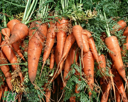 红萝卜怎样种植高产,胡萝卜什么季节种植 红萝卜怎样种植高产,胡萝卜什么季节种植