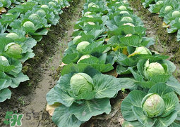 甘蓝种植技术,甘蓝种植时间和方法 甘蓝种植技术,甘蓝种植时间和方法
